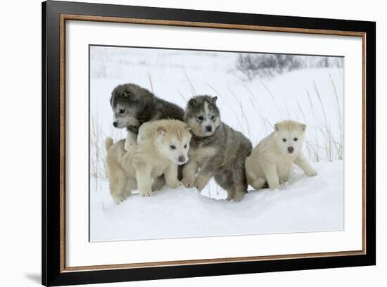 Siberian Husky Litter of Four Puppies in Snow-null-Framed Photographic Print