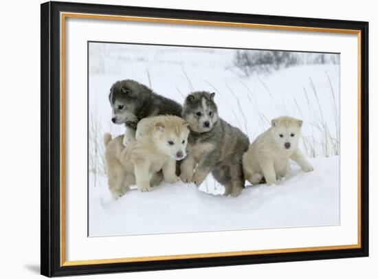 Siberian Husky Litter of Four Puppies in Snow-null-Framed Photographic Print