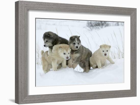 Siberian Husky Litter of Four Puppies in Snow-null-Framed Photographic Print