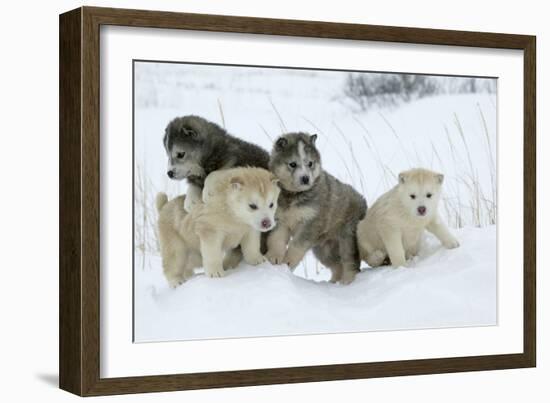 Siberian Husky Litter of Four Puppies in Snow-null-Framed Photographic Print