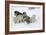 Siberian Husky Litter of Four Puppies in Snow-null-Framed Photographic Print