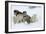 Siberian Husky Litter of Four Puppies in Snow-null-Framed Photographic Print