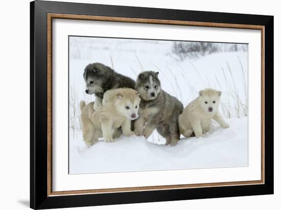 Siberian Husky Litter of Four Puppies in Snow-null-Framed Photographic Print