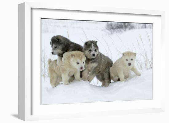 Siberian Husky Litter of Four Puppies in Snow-null-Framed Photographic Print