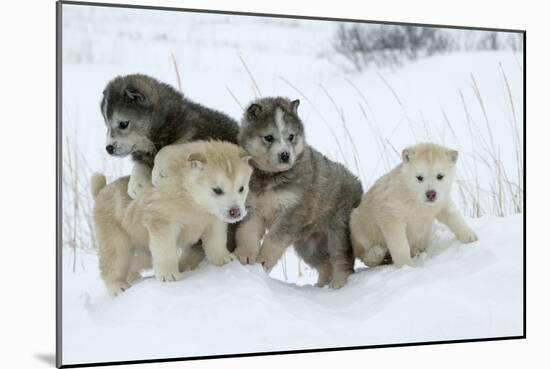 Siberian Husky Litter of Four Puppies in Snow-null-Mounted Photographic Print