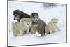 Siberian Husky Litter of Four Puppies in Snow-null-Mounted Photographic Print
