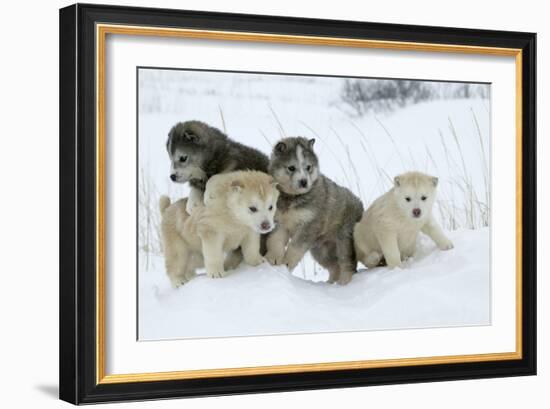 Siberian Husky Litter of Four Puppies in Snow-null-Framed Photographic Print