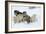 Siberian Husky Litter of Four Puppies in Snow-null-Framed Photographic Print