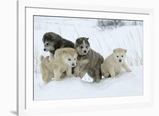 Siberian Husky Litter of Four Puppies in Snow-null-Framed Photographic Print