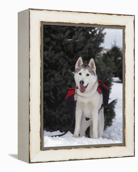 Siberian Husky on Lead Carrying a Bag, USA-Lynn M^ Stone-Framed Premier Image Canvas