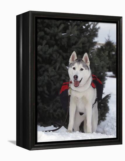 Siberian Husky on Lead Carrying a Bag, USA-Lynn M^ Stone-Framed Premier Image Canvas