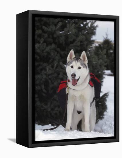 Siberian Husky on Lead Carrying a Bag, USA-Lynn M^ Stone-Framed Premier Image Canvas