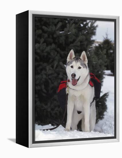 Siberian Husky on Lead Carrying a Bag, USA-Lynn M^ Stone-Framed Premier Image Canvas