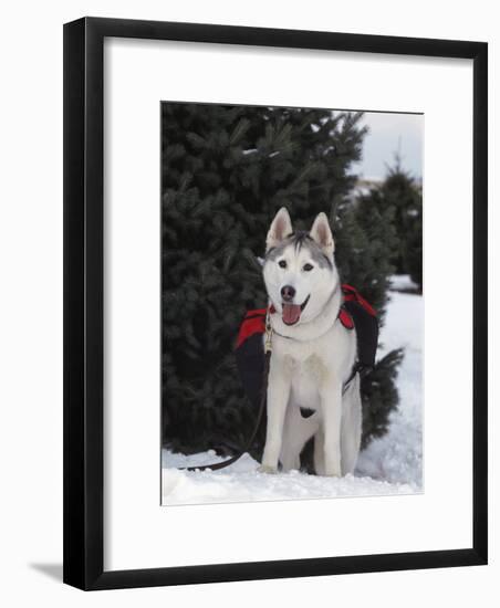 Siberian Husky on Lead Carrying a Bag, USA-Lynn M^ Stone-Framed Photographic Print