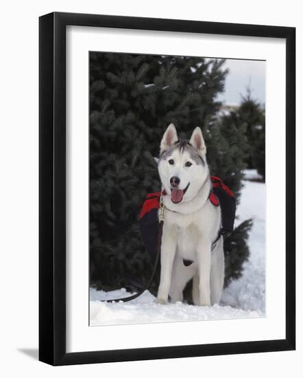 Siberian Husky on Lead Carrying a Bag, USA-Lynn M^ Stone-Framed Photographic Print