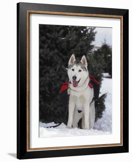 Siberian Husky on Lead Carrying a Bag, USA-Lynn M^ Stone-Framed Photographic Print