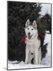 Siberian Husky on Lead Carrying a Bag, USA-Lynn M^ Stone-Mounted Photographic Print