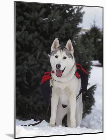 Siberian Husky on Lead Carrying a Bag, USA-Lynn M^ Stone-Mounted Photographic Print