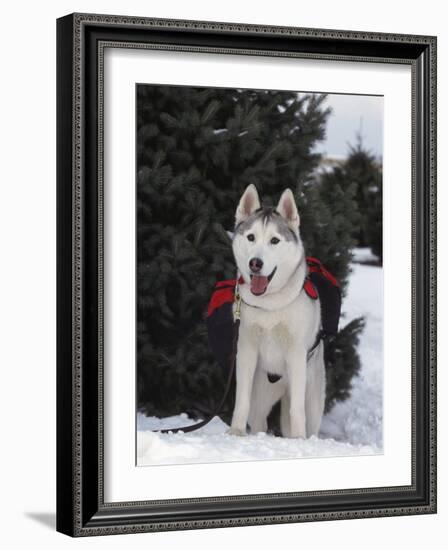 Siberian Husky on Lead Carrying a Bag, USA-Lynn M^ Stone-Framed Photographic Print