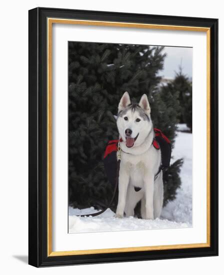 Siberian Husky on Lead Carrying a Bag, USA-Lynn M^ Stone-Framed Photographic Print