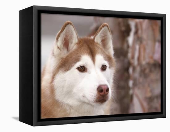 Siberian Husky Portrait, USA-Lynn M. Stone-Framed Premier Image Canvas