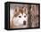 Siberian Husky Portrait, USA-Lynn M. Stone-Framed Premier Image Canvas