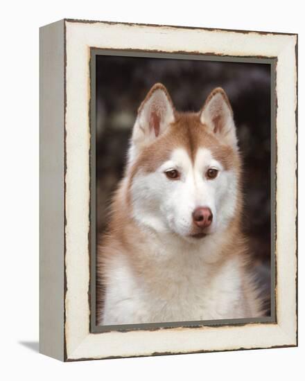 Siberian Husky Portrait, USA-Lynn M. Stone-Framed Premier Image Canvas