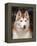 Siberian Husky Portrait, USA-Lynn M. Stone-Framed Premier Image Canvas