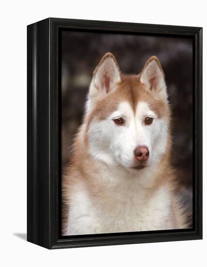 Siberian Husky Portrait, USA-Lynn M. Stone-Framed Premier Image Canvas