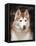 Siberian Husky Portrait, USA-Lynn M. Stone-Framed Premier Image Canvas