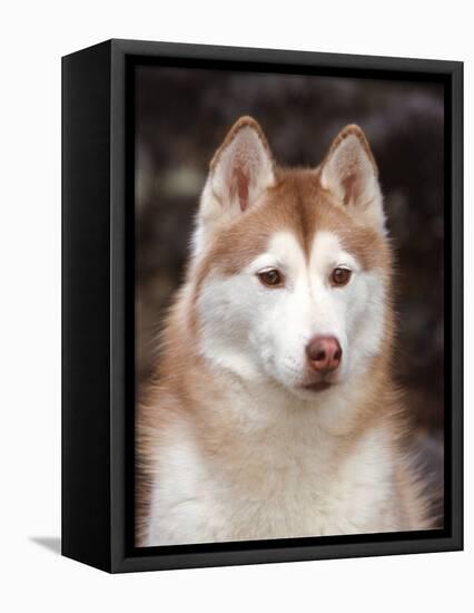 Siberian Husky Portrait, USA-Lynn M. Stone-Framed Premier Image Canvas