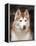 Siberian Husky Portrait, USA-Lynn M. Stone-Framed Premier Image Canvas