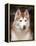 Siberian Husky Portrait, USA-Lynn M. Stone-Framed Premier Image Canvas