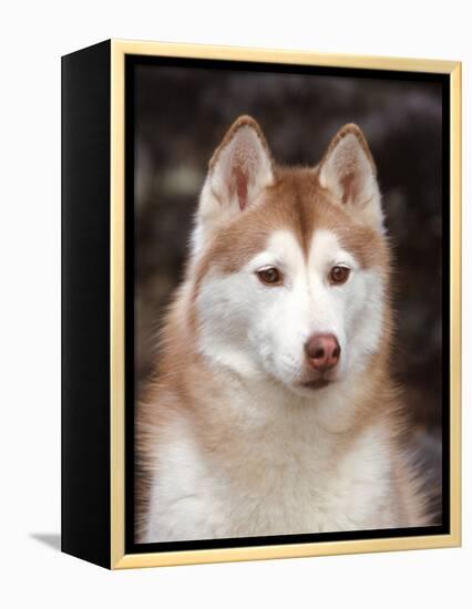 Siberian Husky Portrait, USA-Lynn M. Stone-Framed Premier Image Canvas