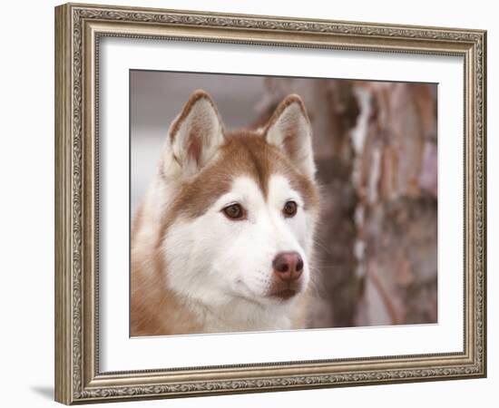 Siberian Husky Portrait, USA-Lynn M. Stone-Framed Photographic Print