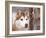 Siberian Husky Portrait, USA-Lynn M. Stone-Framed Photographic Print