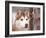 Siberian Husky Portrait, USA-Lynn M. Stone-Framed Photographic Print