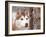 Siberian Husky Portrait, USA-Lynn M. Stone-Framed Photographic Print