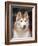 Siberian Husky Portrait, USA-Lynn M. Stone-Framed Photographic Print