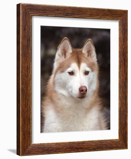 Siberian Husky Portrait, USA-Lynn M. Stone-Framed Photographic Print