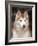 Siberian Husky Portrait, USA-Lynn M. Stone-Framed Photographic Print