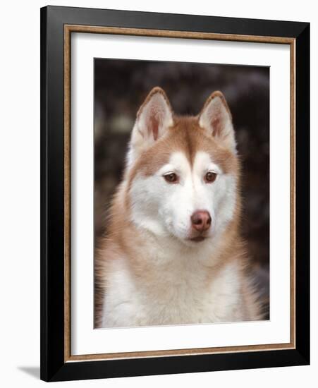 Siberian Husky Portrait, USA-Lynn M. Stone-Framed Photographic Print