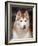 Siberian Husky Portrait, USA-Lynn M. Stone-Framed Photographic Print