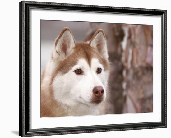 Siberian Husky Portrait, USA-Lynn M. Stone-Framed Photographic Print