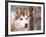 Siberian Husky Portrait, USA-Lynn M. Stone-Framed Photographic Print