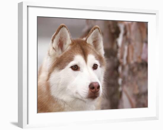 Siberian Husky Portrait, USA-Lynn M. Stone-Framed Photographic Print