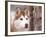 Siberian Husky Portrait, USA-Lynn M. Stone-Framed Photographic Print