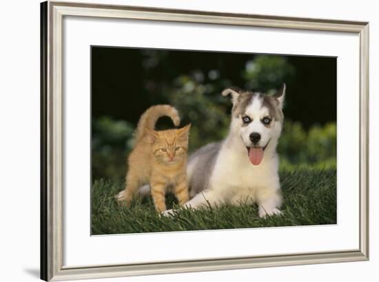 Siberian Husky Puppy and Kitten-DLILLC-Framed Photographic Print