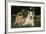 Siberian Husky Puppy and Kitten-DLILLC-Framed Photographic Print