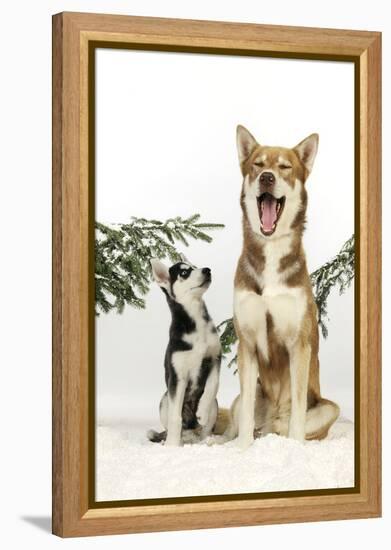 Siberian Husky Puppy Looking Up at Siberian-null-Framed Premier Image Canvas